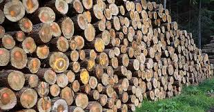 पेड़ों की कटाई मामला